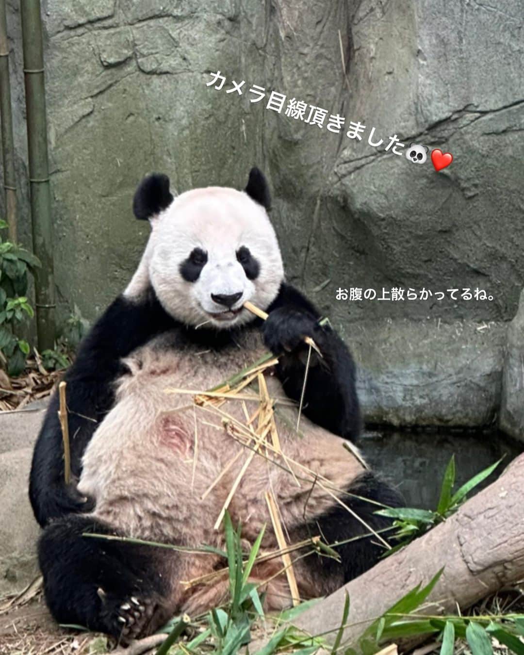 春名亜美さんのインスタグラム写真 - (春名亜美Instagram)「@mandaiwildlifereserve には「シンガポール動物園」「ナイトサファリ」「リバーワンダー」があるんですが、  今回は、水族館と動物園が同時に楽しめる、『リバーワンダー(旧リバーサファリ)』を選びました🦭🐊🐆  アジアで初めて「川」をテーマとしたサファリパークで、 マナティー、ピラルク、ピラニア、アロワナ、リスザル、ワニなどなど…息子達大喜びの生き物達が大集結🐍🦎🐒🌴  アマゾン川をボートに乗って探検できるアトラクション「アマゾン・リバー・クエスト」はすごく楽しかった🚤  ジャガー、カピバラ、オオアリクイ、ブラジルバク、フラミンゴ…などが見れて、リアルにアマゾン川に行った気分になれるアトラクションでした🐆🦩🦜  そして、最後は大人気のパンダエリア🐼 もうただ一言。 #かわいい🥺  ナイトサファリも動物園も連れて行ってあげたかったけど、今回は時間が足りなかった💦  #AmazonRiverQuest  #アマゾンリバークエスト #riverwonder #riversafarisingapore #mandaiwildlifereserve #シンガポール動物園 #リバーワンダー #シンガポール #ll_旅記録 #シンガポール旅行 #子連れシンガポール #子連れ旅行」5月13日 17時44分 - amiharunaami