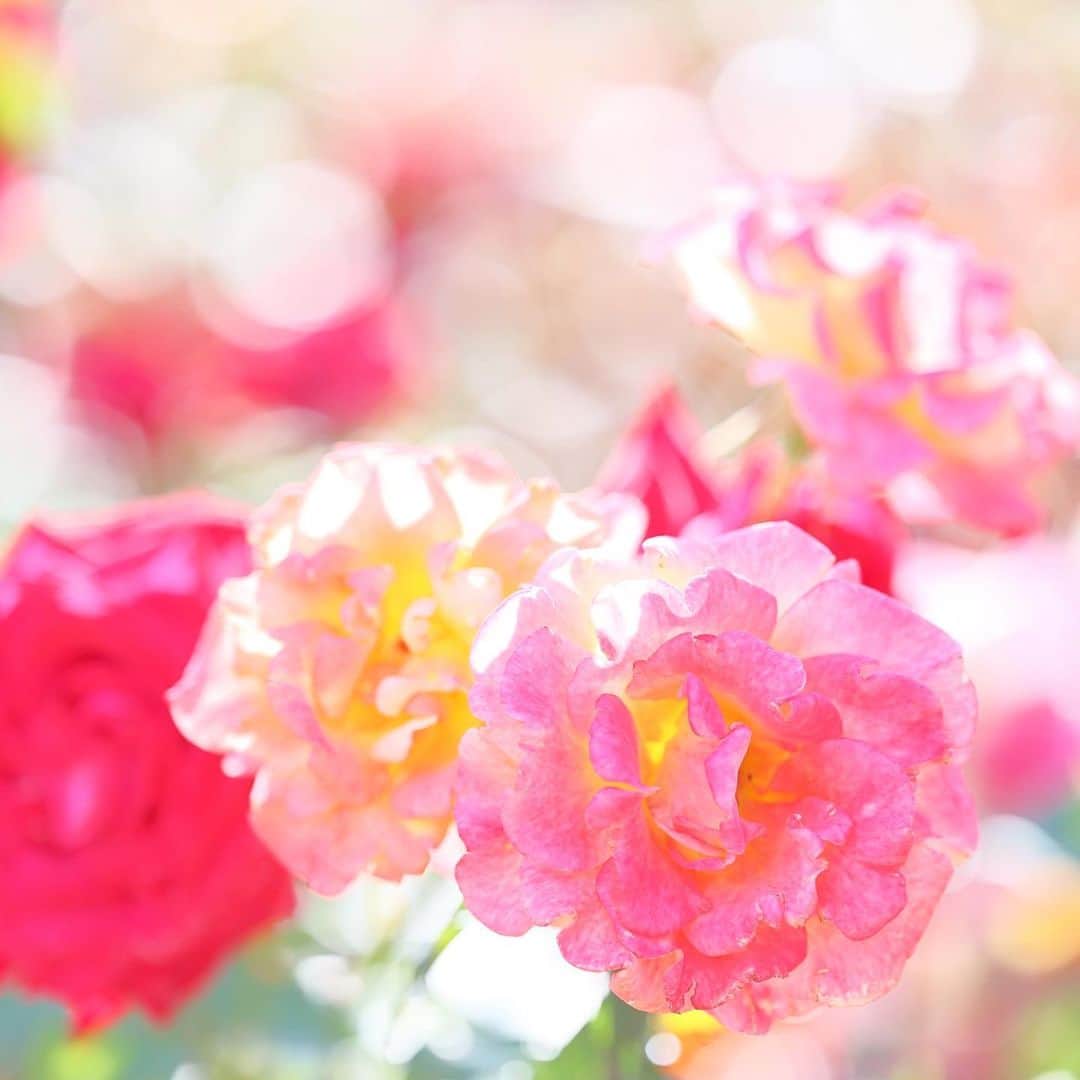 kiccyomuのインスタグラム：「☁️ 2023.05.13 Sat #京成バラ園 華やか〜な #バラ 🌹📸  天気が良くて 明るい光があると バラ 🌹がいっそう 華やか〜になりますネ🤗  location #千葉 ❣️ 📷撮影 2023年5月9日」