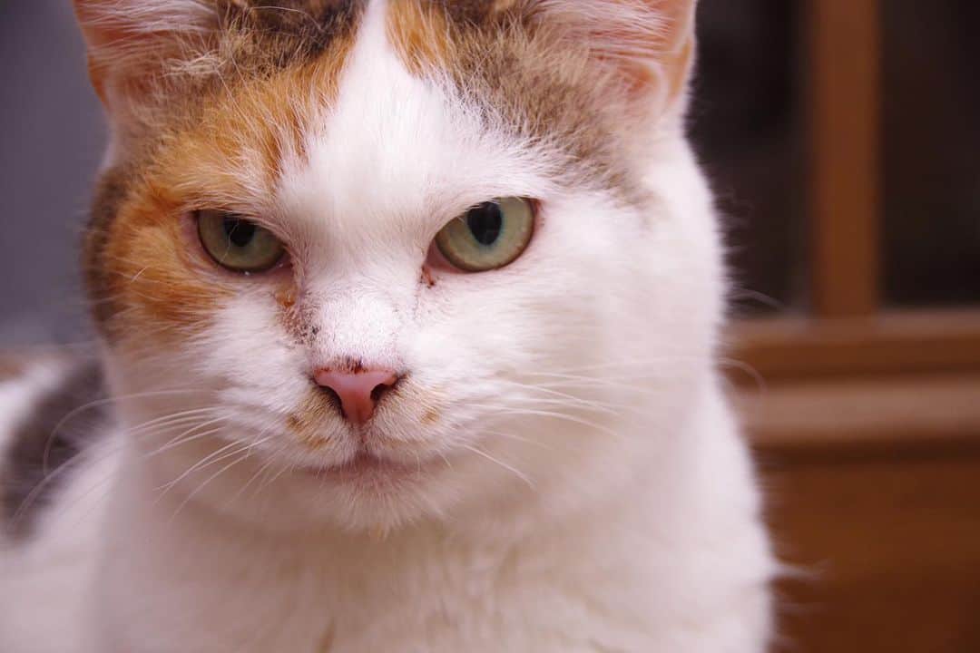 Kachimo Yoshimatsuのインスタグラム：「キリッと！  #うちの猫ら #猫 #ねこ #ニャンスタグラム #mikeko #にゃんすたぐらむ #ねこのきもち #cat #ネコ #catstagram #ネコ部 http://kachimo.exblog.jp」