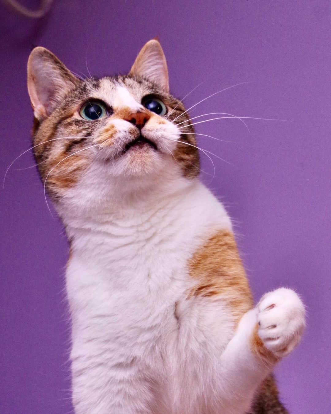 Kachimo Yoshimatsuさんのインスタグラム写真 - (Kachimo YoshimatsuInstagram)「カステラちゃん 一眼レフで撮ってみた。  #うちの猫ら #castella #猫 #ねこ #ニャンスタグラム #にゃんすたぐらむ #ねこのきもち #cat #ネコ #catstagram #ネコ部 http://kachimo.exblog.jp」5月13日 18時49分 - kachimo