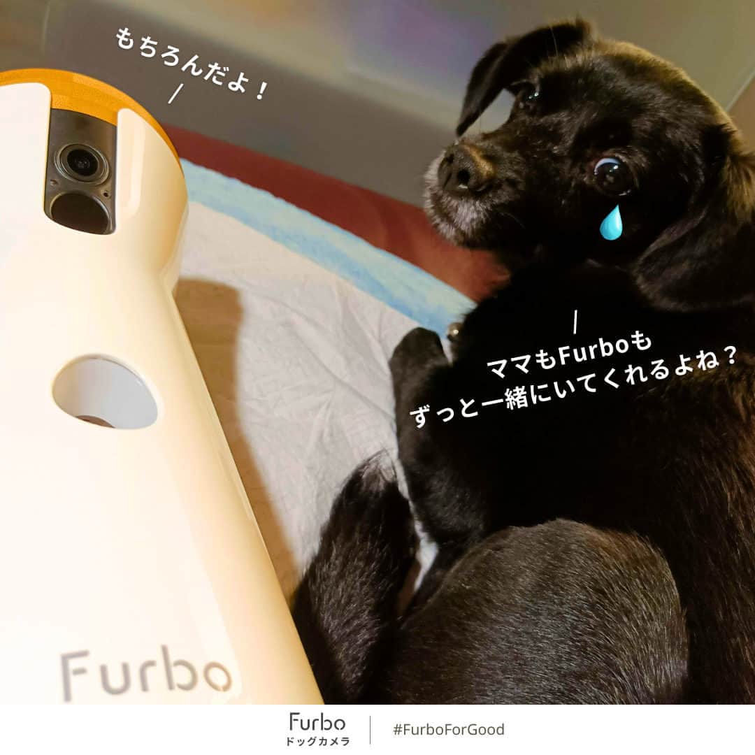 Furbo ドッグカメラさんのインスタグラム写真 - (Furbo ドッグカメラInstagram)「「あんなに大変な思いをしてきたのに、本当にかわいそうです🥲だから、彼女を迎え、ハッピーと名付けました。生まれた時の純粋な幸せを取り戻してほしかったからです😊」 by ハッピーのママさん  Furboは以前から  #FurboForGood の取り組みの一環として、  保護犬を迎えたご家族に Furboドッグカメラを無償提供しています。  今回は、臆病な子犬だった🐶ハッピーが、 素敵な家族を見つけたストーリーをご紹介します。  家族の温かさに包まれたからこそ、 ハッピーは最高に自信に満ちた女の子に変身しました！  過酷な環境で育ったハッピーは、 生まれつき臆病ですぐに怖がる子でした。  すぐに怯えてしまうため、 社会との交流ができないまま育ってしまい、 保護された後も、隅っこでうずくまっていました🥺  他の犬を羨望の眼差しで 見つめることしかできなかった。  そんなハッピーが、 愛情深く忍耐強いママ💕と出会ったのは、 昨年の秋のことでした。  一緒に暮らし始めた当初は、 いつもハッピーが家の隅に隠れていて、 なかなか見つからなかったそう！  ママに撫でられると尻尾を股に挟んで 震えるほど怖がっていたハッピー。 なぜなら、ハッピーは愛と信頼が どんなものかを知らなかったのです🥲  しかし、我慢強いママは、 毎日少しずつハッピーとの触れ合いを増やし、 次第にハッピーは「家族の温かさ」に慣れていきました。  そうしていくうちに、ママはハッピーが とても賢い犬であることにも気づきました💡  例えば、多くのワンコが苦手とする トイレトレーニングをすぐに覚えたんです👍  ハッピーのママ 👩‍🦰 は冒頭のコメントのあとに こう話してくれました。  「ハッピーはとてもシャイですが、愛されることを望んでいます。たくさんの仲間を与えてあげることが私の唯一の願いです！  #Furbo ドッグカメラのご提供ありがとうございました。おやつ機能などハッピーもとても喜んでくれて、かわいい画像をたくさん記録することができました！」  ハッピーの変化に携われたことをとても嬉しく思います。 ハッピーがもっともっとハッピーになりますように！🥰  ⋯⋯⋯⋯⋯⋯⋯⋯⋯⋯⋯⋯⋯⋯⋯⋯⋯⋯⋯⋯⋯⋯⋯  Furboの社会貢献活動については プロフィールのリンク🔗から 「チャリティー」ページをご確認ください🐕✨ ▶︎ @furbo_japan  #Furboチャリティ #ファーボ #ドッグカメラ #ペットカメラ #見守りカメラ #お留守番カメラ #犬好きな人と繋がりたい #犬すたぐらむ #保護犬 #保護犬を家族に #保護犬を家族に迎えるという選択肢 #保護犬を飼おう #保護犬と暮らそう」5月13日 19時06分 - furbo_japan