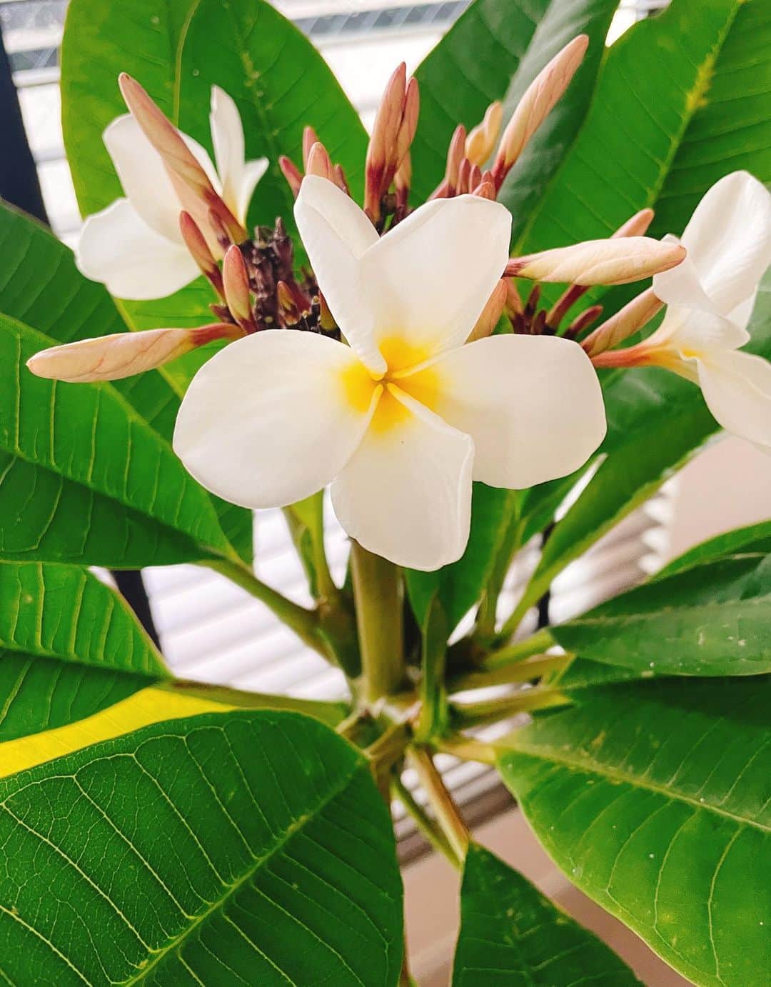 指出瑞貴さんのインスタグラム写真 - (指出瑞貴Instagram)「🌼💚🧡🥭  雨は苦手🥺 #flower #Plumeria #aloha #らぶ」5月13日 19時17分 - sashidemizuki