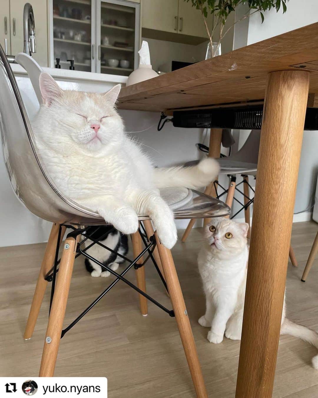 【公式】いぬのきもち・ねこのきもちのインスタグラム：「#Repost @yuko.nyans さんのマルくん、ゴロくん、シロくん。  今日はお留守番。  ママは心配してるみたいだけど、大丈夫👌  仲良く遊んで、 ご飯食べて、 お昼寝して、 あ！この尻尾でお掃除しておくね😁  🙄🙄ほんとに、できるのかにゃ？  ハッシュタグ #いぬのきもち #ねこのきもち に投稿いただいた可愛い写真をご紹介しています！ 「いぬのきもちWEB　MAGAZINE」、「ねこのきもちWEB MAGAZINE」でもご紹介させていただくことも！  -------------------  .  #ねこ #猫  #ねこすたぐらむ #ねこのきもち #ねこ好き #ねこと暮らす #ねこ好きさんと繋がりたい #猫好きな人と繋がりたい #猫がいる生活 #猫と暮らす#猫好き #cat #catstagram #catsofinstagram #cats_of_instagram  #スコティッシュフォールド #マンチカン」
