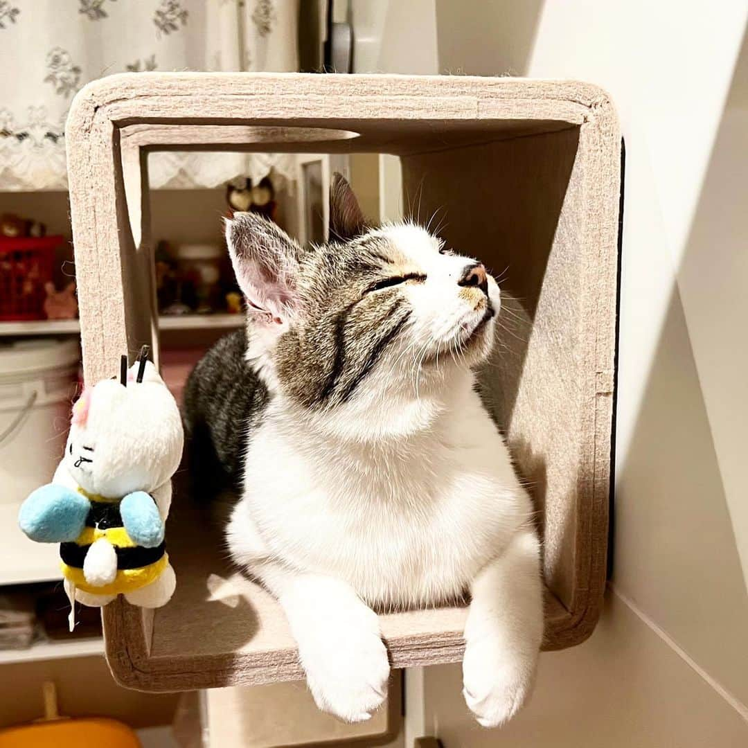 菅原進のインスタグラム：「眠いんだなあ💤💤  　#ビリーバンバン #ねこ #ねこすたぐらむ  #ねこのいる生活 #ねこ部 #ねこら部 #ネコ #ネコスタグラム #猫 #猫のいる暮らし #猫好きさんと繋がりたい #猫との暮らし #cat #catstagram  #保護猫 #菅原進  #歌手 #singer #gato #кот #고양이  #बिल्ली #chat  #フォークソング #マーブルちゃん #眠そうな猫」