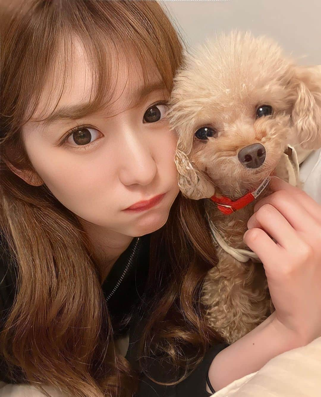 阿比留李帆のインスタグラム：「#愛犬の日 🐩🩷✨ いつもかわいくてお利口さんで ままっこなシェリがだいすき☺️🫶🏻 これからも元気で怪我病気なく 過ごしてくれますように..🥹🙏🏻💓 カメラ嫌いであんまりいっしょに写ってくれないけど さいきん撮れたしゃしん🐶 カメラに映るシェリは無愛想すぎて 直接会うと元気具合にびっくりされます😘」