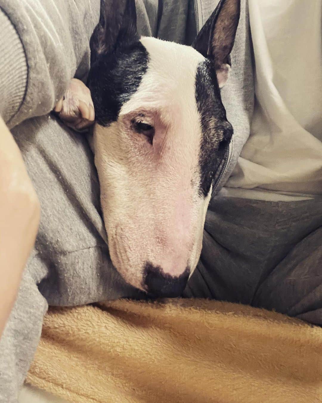 のインスタグラム：「#minituru#bull#terrier#minibullterrier#miniturubullterrier#dog#dogstagram#cute#qtaro#love#family#ミニチュア#ブルテリア#ミニチュアブルテリア#Q太郎」
