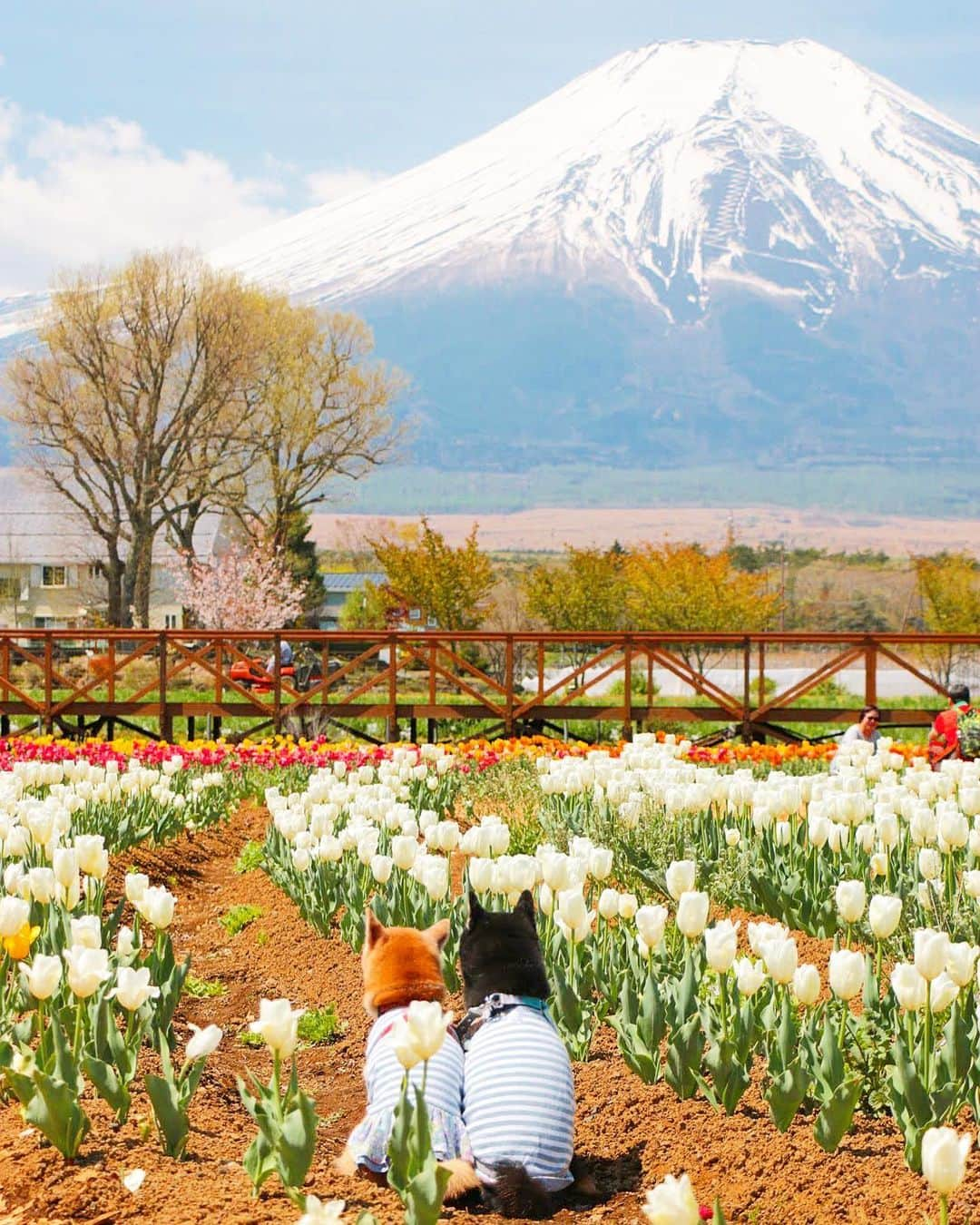 柴犬 けんしろう ゆりあのインスタグラム：「🌷🐶🗻🐶🌷  今日は愛犬の日🐕  お空と地上の 愛おしくてたまらない 愛犬を想う日ですね❤️  もう一度 にぴきの背中をいっぺんに ぎゅーってしたいなぁ🥺❤️  #愛犬の日  #その瞬間は永遠の思い出 #その瞬間に物語を #tokyocameraclub #whim_fluffy #barked #igersip #japan_of_insta #9gag #team_jp_ #photo_shorttrip #wp_flower #lovers_nippon #cute #art_of_japan_ #ptk_japan #japan_daytime_view  Location: #花の都公園」