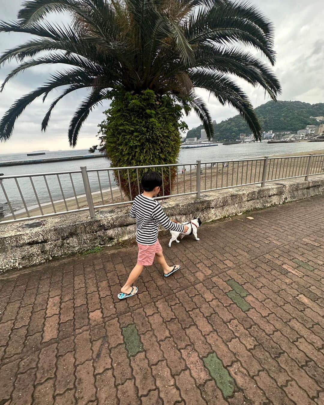 安藤優子さんのインスタグラム写真 - (安藤優子Instagram)「リンちゃん新しいBF⁉️  熱海の海岸を散歩！  甥っ子の子供たちと初めてのお散歩。  子ども大好きなリン。  楽しく散歩しました。  新しいBFです。  #熱海にて   #フレンチブルドッグ  #安藤優子」5月13日 20時05分 - yukoando0203