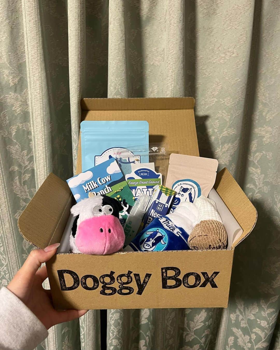 藤江れいなさんのインスタグラム写真 - (藤江れいなInstagram)「♡ 今月のDoggy Boxは Milk Cow Ranchがテーマ🥛  アネラさんも牛になっちゃいました🐄 これは可愛過ぎて親バカ炸裂です🤍笑  良かったね、あねさん！  🎁▶︎ @doggybox_jp  🐶▶︎ @ane.love0328   #doggybox #ドギボ #pr #犬のいる暮らし  #チワックス #シルバーダップル」5月13日 20時13分 - 01nyan0201