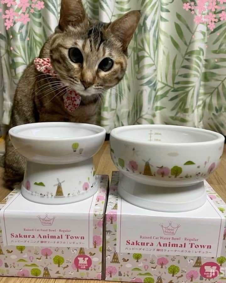 猫壱（ねこいち•ネコイチ）のインスタグラム：「初夏になる前に🍉  ハッピーダイニング春限定デザイン🐱 ハッピーダイニング　Sakura Animal Townのご紹介です✨  今回はレギュラーのフード·ウォーターボウルだけではなく、フードボウルLサイズ、フードボウル　プチの4種類をご用意しました🖤  画像ではシリコンがいていませんが、プチ以外のハッピーダイニングはシリコン付きになります😺  ハッピーダイニング限定柄ファンの皆様、ぜひチェックしてみてくださいね✨ ▫ ▫ ------------------ #ハッピーダイニング#脚付フードボウル は吐きやすい猫のために開発されました♪ 程よい高さがあり、猫が吐き戻しにくいようにサポート✨ しかも#フードボウル はお椀型になっているため餌が真ん中に集まりとっても食べやすいのが特徴です♪ またフードボウルの縁には返しがついているので食べこぼしをなるべく減らせます💨 ▫ ▫  #ハッピーダイニング #脚付ウォーターボウル はメモリがついていて飲んだ水の量がわかるのが特徴です✨ 陶磁器製なのでお水はまろく、お湯は冷めにくいのでいつでもおいしい水お水を飲んでもらうことができます💨 ▫ ▫ フードボウルもウォーターボウルも電子レンジOKなのでいご飯や手作りご飯にも最適♪ 食洗機もOKなので後片付けも楽々です❤ ▫ ▫ 気になる方は @necoichicojp のリンクよりチェックしてくださいね❤ ▫ ▫ #猫壱からのお知らせ #限定脚付フードボウル#限定脚付ウォーターボウル」