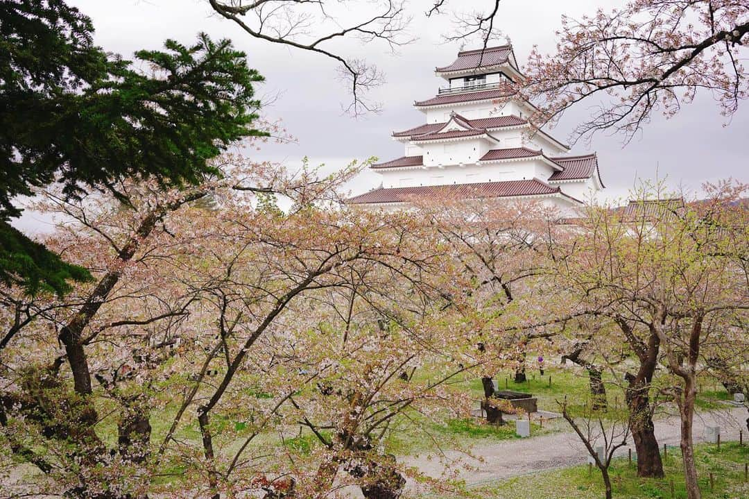 茉莉のインスタグラム：「🏯🤍🌸 (スワイプしてね🐾) . . 葉桜でしたが🍃 ギリギリ間に合った！ 福島県でのお花見😊❣️ . . 鶴ヶ城の天守閣の周りは わんこお散歩OKなのが とっても嬉しかったです♬😚 . . 磐梯山🏔のふもとにある、 慧日寺跡は川沿いの桜がちょうど満開で 朝のお散歩コースに最高でした🐶💕 . . #犬連れ旅行 #福島#会津#鶴ヶ城#磐梯山#慧日寺#バンライフ#車中泊#女ひとり#女ひとり旅#福島観光#おすすめ観光#ワンちゃん同伴ok #わんことお出かけ」