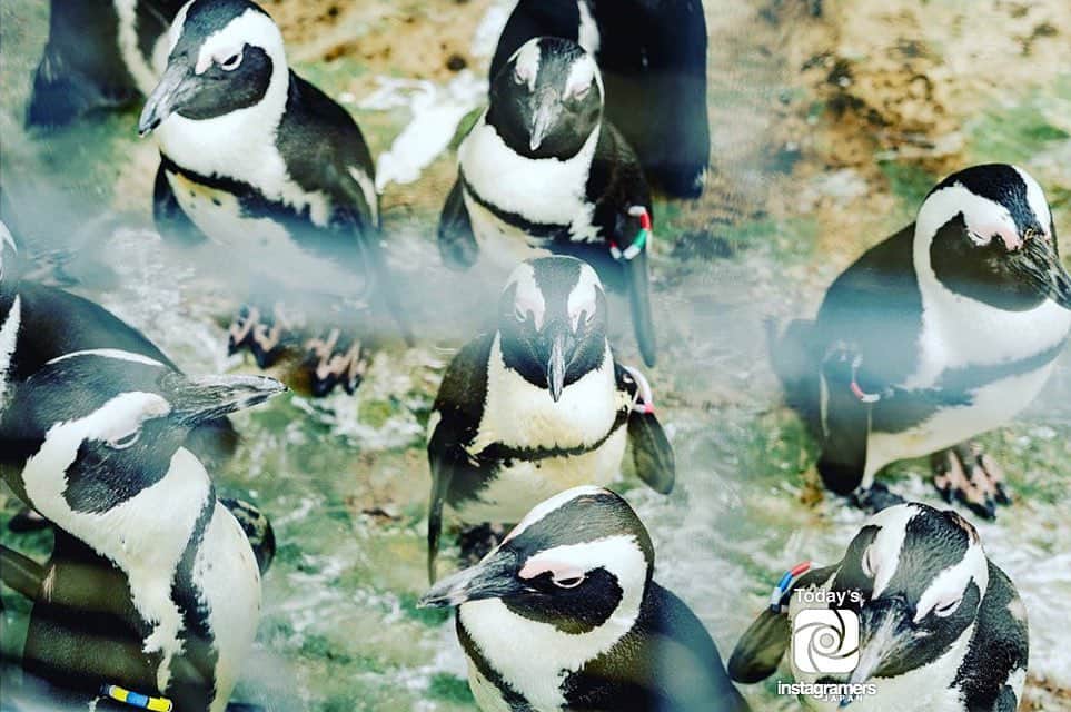 InstagramersJapanのインスタグラム：「. Today's IGersJP is out !!! @kia_twt . インスタグラムに #IGersJP タグを付けて頂いた投稿の中から @IGersJP 担当者がピックアップした作品を毎日紹介しています！ : follow us @IGersJP // valid tag #IGersJP check Facebook page InstagramersJapan : #InstagramersJapan #インスタグラマーズジャパン #日本 #japan #写真 #photo」