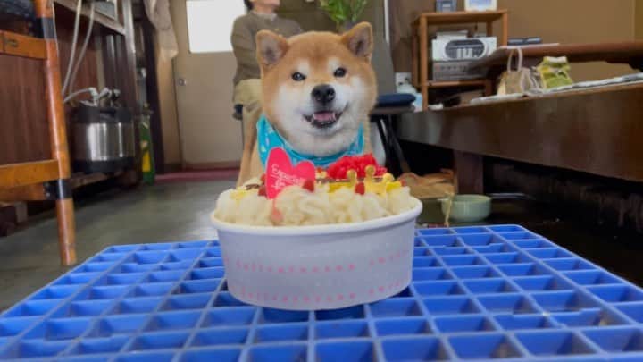 Ryujiのインスタグラム：「Thank you for your birthday wishes‼️😊 I turned 14‼️✌️ 誕生日のお祝いありがとうございます‼️😊 ぼく14歳になりました〜‼️✌️ #焼き上がってるわぁ#誕生日ケーキ#みなさまありがとう#おぢい#14歳#まだまだ若いもんには負けん#ふぉふぉふぉ#pancakes#birthdaycake#smilingboy#nakedgeneral」