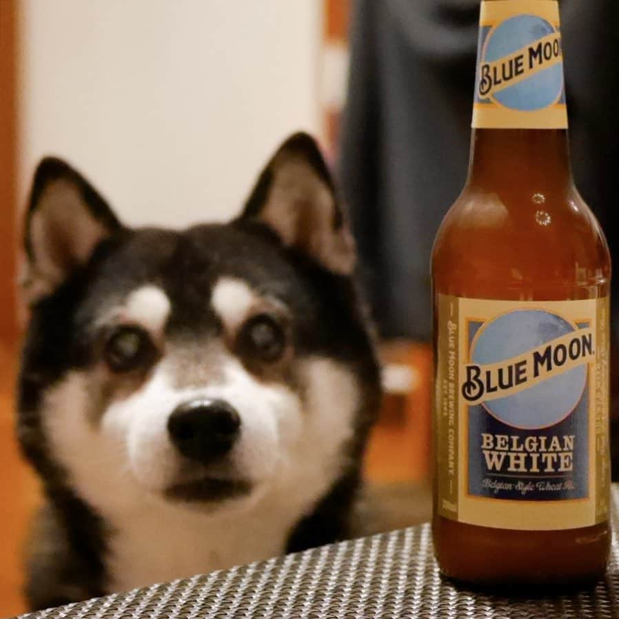 くろさんのインスタグラム写真 - (くろInstagram)「bluemoon復活🍺  ってか、以前の2倍近い値段で流通してるっぼいっす😑  日本現地法人系と輸入代理店じゃ価格違いますわな😅  ま、日本で探せば買えるようになったのでヨシとします。  #ブルームーン #ブルームーンビール #ブルームーンビア #bluemoon #bluemoonbeer #bluemoonbrewery #bluemoonbrewingcompany #クラフトビール #No1craftbeer #kuroshiba #blackshiba #shibainu #shibadog #shibastagram #dogstagram #instadog #柴犬 #黒柴 #黑柴 #わんこ #イッヌ #目線の先にはおやつ #豆太郎麦酒」5月13日 20時40分 - m6bmw