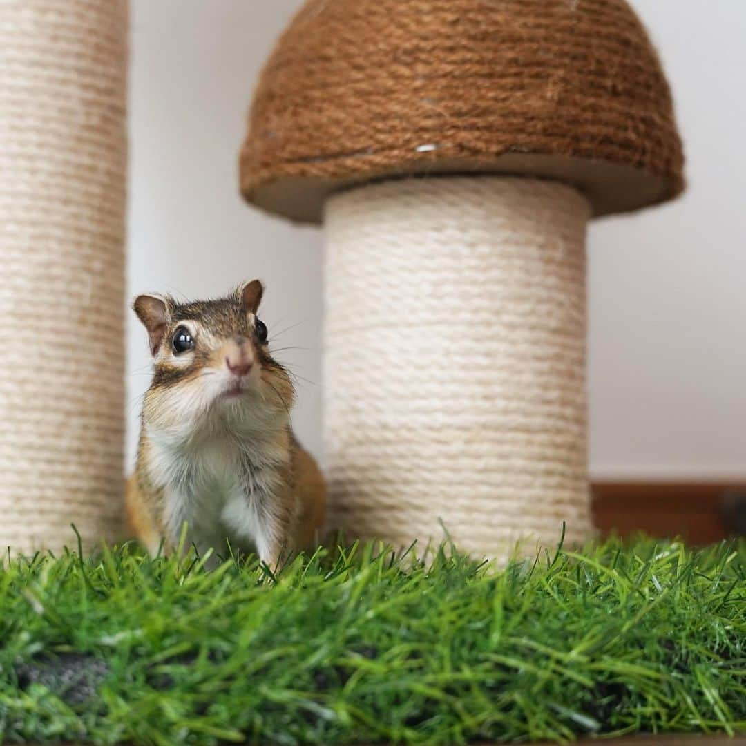 ビッケ & トッドさんのインスタグラム写真 - (ビッケ & トッドInstagram)「#Sophie  🐿️🍄  キノコの下で雨宿り  #chipmunk #シマリス #リス」5月13日 20時53分 - bikke_the_chip