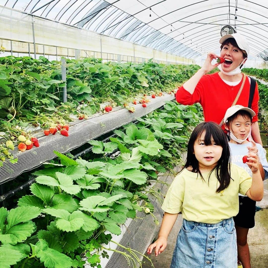 秋本ゆかりのインスタグラム：「GWの思い出④  子どもたちが大好きないちご狩りへ🍓 いっぱい食べられるように、お腹を空かせてお昼ご飯がわりな感じで行ったけど、意外と食べられないもんですね😂 あまく美味しくて最初は勢いよく頬張りましたがw  前日子どもたちはお友達のお家にお泊まり。 次の日もめいっぱい遊んで、それでも…  「巻き戻して、今日をもう一回やりたい〜！！」と言っていた子どもたちw  親は疲れたけど😂 充実のGWだったね✨  . #gw#gwの思い出#いちご狩り#🍓#筑紫野ストロベリーフィールズ #お泊まり会」