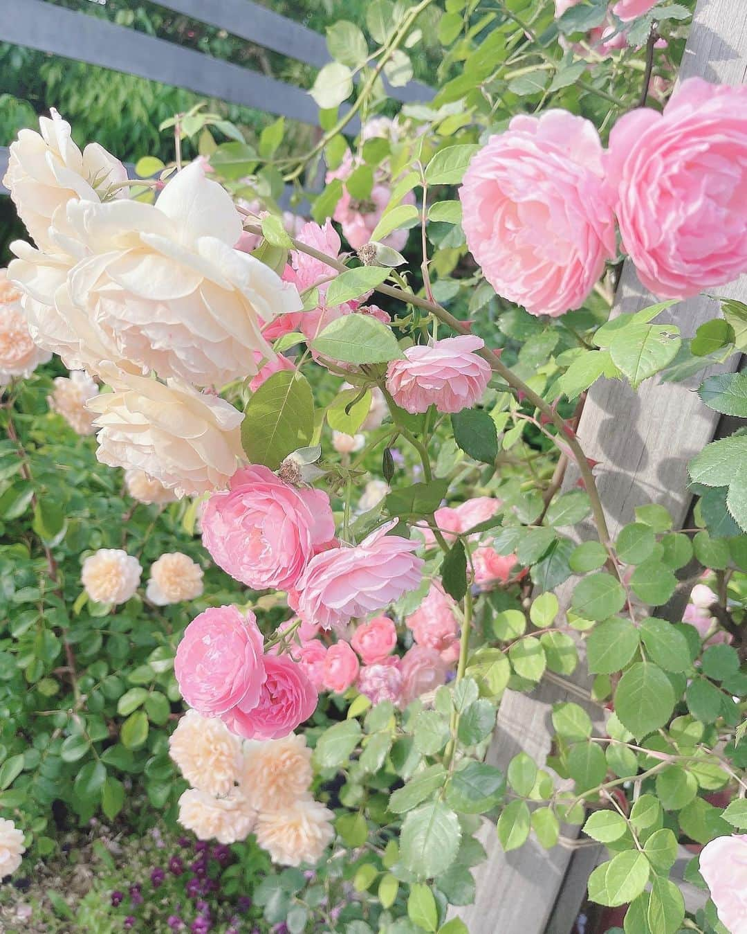 櫻井ももさんのインスタグラム写真 - (櫻井ももInstagram)「🌸🌹🌸🌹🌸  ‪❤︎︎  ‪❤︎︎  ‪❤︎︎  この間、だ〜いすきゅんなきあら先輩 @saito_kiara_ と #横浜イングリッシュガーデン いってきたよ🌹🩷 わたしの尊敬する先輩であり、癒しのきあら先輩……🤤🤍 一日ほーんとにたのしかったですっっっ🥹💗 お写真いっぱい撮ってもらったから、ちょっとずつ載せるね♪  そうそう、最近お花がだいすきでね〜〜🌷 お花の色って、すごくないですか？育つにつれて、自然とあんな色とりどりカワイイ色になっちゃうの！ 今までずっと何気なく見ていたけど、それに気づいてからも〜っとお花が好きになったの🌸 大好きなピンク色のバラも、たくさん見られました〜🥀🎀  ちなみに、さくらいもも、って名前に2つもお花の名前がはいってるんだよ🌸🍑カワイイでしょ💘   #イコラブ さん  #齋藤樹愛羅 さん #きゅあらもーど 🩷🩷🩷  #ノイミー #きゅんかわ」5月13日 21時11分 - sakurai_momo_