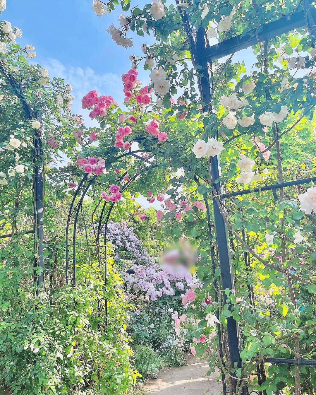 櫻井ももさんのインスタグラム写真 - (櫻井ももInstagram)「🌸🌹🌸🌹🌸  ‪❤︎︎  ‪❤︎︎  ‪❤︎︎  この間、だ〜いすきゅんなきあら先輩 @saito_kiara_ と #横浜イングリッシュガーデン いってきたよ🌹🩷 わたしの尊敬する先輩であり、癒しのきあら先輩……🤤🤍 一日ほーんとにたのしかったですっっっ🥹💗 お写真いっぱい撮ってもらったから、ちょっとずつ載せるね♪  そうそう、最近お花がだいすきでね〜〜🌷 お花の色って、すごくないですか？育つにつれて、自然とあんな色とりどりカワイイ色になっちゃうの！ 今までずっと何気なく見ていたけど、それに気づいてからも〜っとお花が好きになったの🌸 大好きなピンク色のバラも、たくさん見られました〜🥀🎀  ちなみに、さくらいもも、って名前に2つもお花の名前がはいってるんだよ🌸🍑カワイイでしょ💘   #イコラブ さん  #齋藤樹愛羅 さん #きゅあらもーど 🩷🩷🩷  #ノイミー #きゅんかわ」5月13日 21時11分 - sakurai_momo_