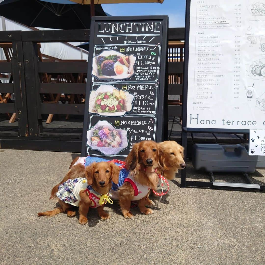 ピックさんのインスタグラム写真 - (ピックInstagram)「ここ! びわこ箱館山にある、 ハナテラスカフェ　さん 、 めちゃくちゃいい匂いにそそられ、 ロコモコーって決めて、 取りに行くと、見た目は悪くわなかった 、 食べると、言葉が出ないほどまずい💦 レタスは味がないし、トッピングの野菜は冷凍で、水っぽいし、🍚はベチャだし ハンバーグは、レトルトでも、とにかく今まで口にしたことのない、タラタラの匂いのキツイハンバーグだった 、 紙に包んで残しました 、 観光地だから、レトルト使うのもわかるし、値段も１３００円わかるし でも、これなら、レトルトカレーライスのほうがよっぽど美味しいでしょ 、 また、みかさんと行くときには、 お弁当買ってここでは、食べないことを誓いました🤭🤭 、 美味しくないと無言になるよう（笑） 、 お腹も満たされたら、ドックランで 🐶🐶🐶🐶走る走る 芝生も綺麗で、楽しそうに駆け回るわんこちゃんでしたー 、 #まずい #ハナテラスカフェ  #ちわわ #チワワ #ダックス #多頭飼い  #わんことおでかけ  #ダック部 #イッヌ #いぬバカ部 #pecoいぬ部 #peppyフォト部 #dachshundlove #doggy #dogstagram_japan #イヌスタグラム #いぬすたぐらむ #たんそく部 #いぬのいる暮らし #犬の居る生活 #miniaturedachshund #犬 #dog #todayswanko #pecoいぬ部 #わんわん小学校 #lovedogs #犬好きな人と繋がりたい」5月13日 21時30分 - pick09040904