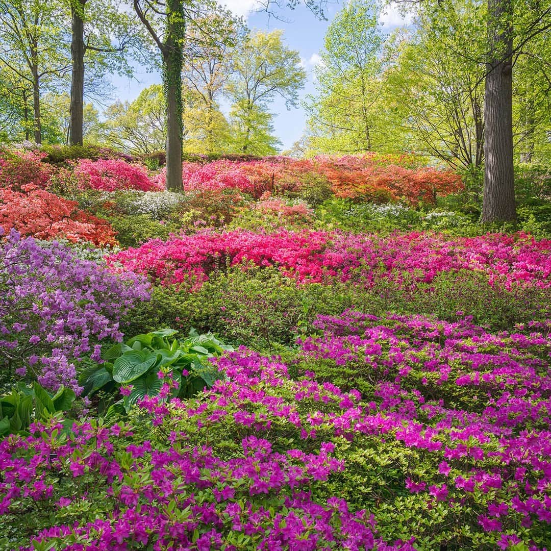 ニューヨーク植物園のインスタグラム