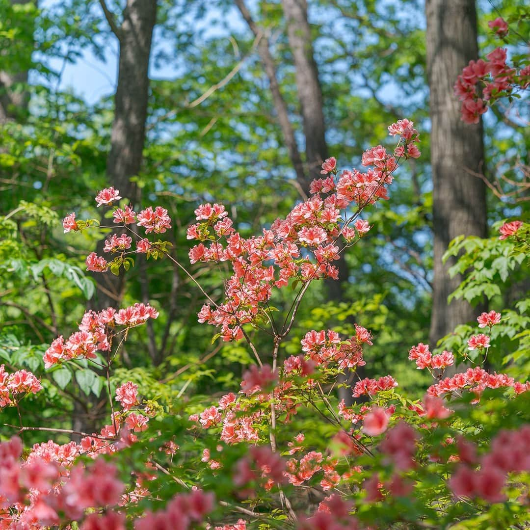 ニューヨーク植物園さんのインスタグラム写真 - (ニューヨーク植物園Instagram)「The Chilton Azalea Garden is in fine form this weekend as we kick off our Mother’s Day Weekend garden party! If you’re still looking for ideas on how to treat Mom to the day out she deserves, hit the link in our bio to grab your tickets—and meet us at the Garden for lawn games, hands-on crafts, live music, and delicious bites from our friends at the @BronxNightMarket throughout this Saturday and Sunday, May 13 & 14.   It’s not too late to show her you care by giving her the gift of spring. 💐   #MothersDay #Rhododendron #plantlove」5月13日 21時45分 - nybg