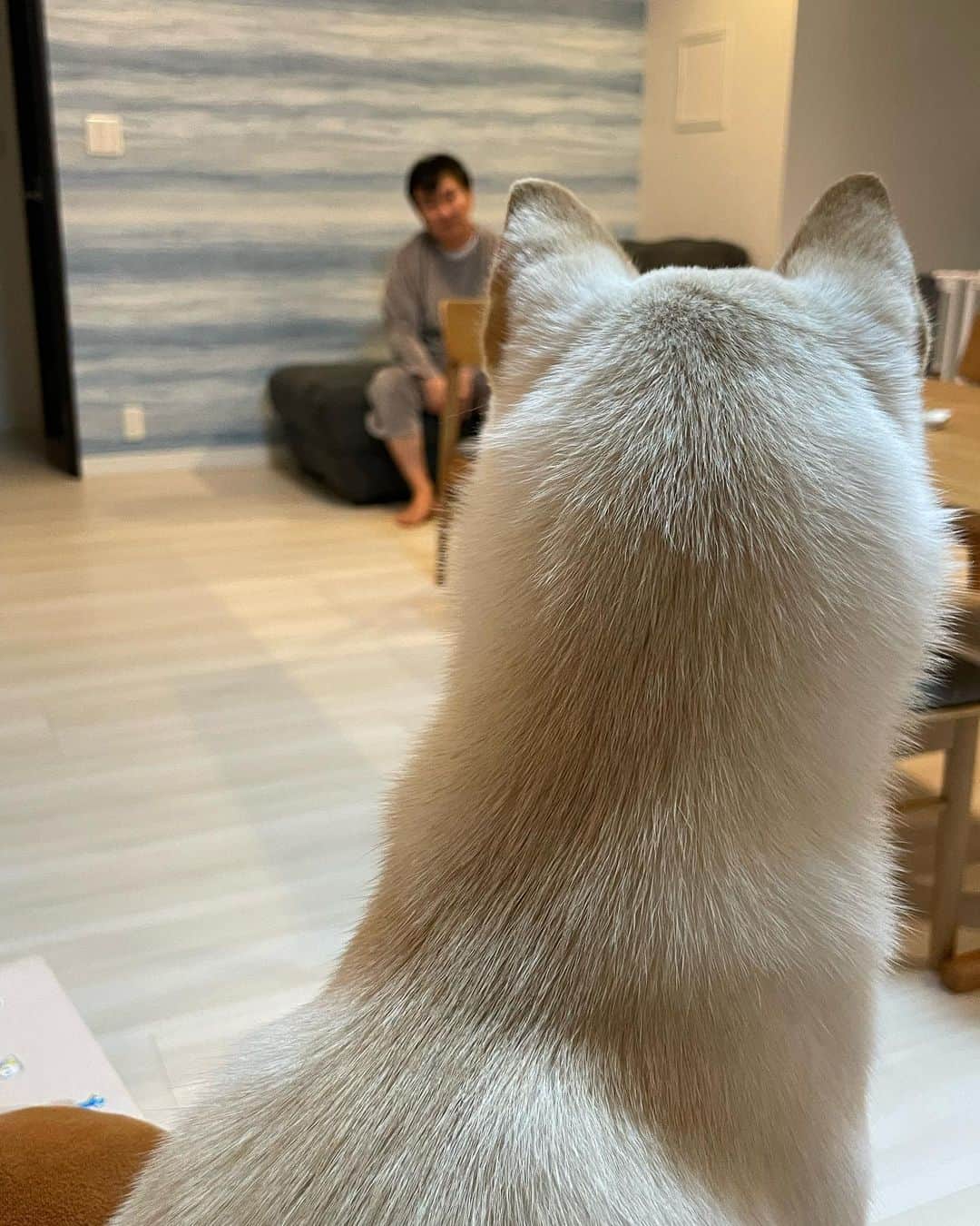 のインスタグラム：「🙋‍♀️ やまうちに呼ばれて行こうか行かないか迷っているむぎです🐕  行きませんでした😌 #むぎとやまうち」