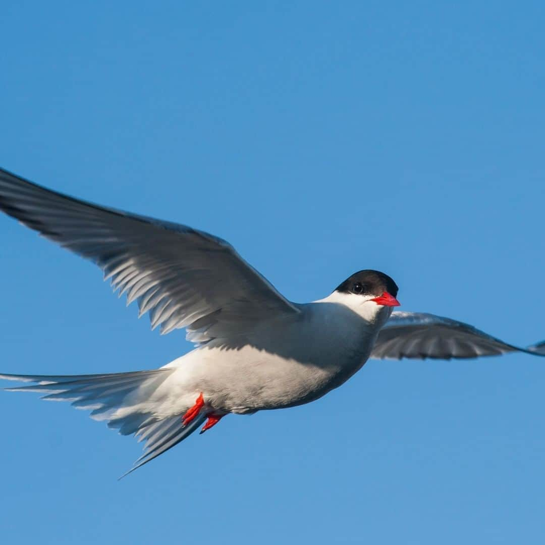 アニマルプラネットさんのインスタグラム写真 - (アニマルプラネットInstagram)「It’s #WorldMigratoryBirdDay 🕊🌏  This arctic tern is known for its long migration route. These birds migrate from the Arctic Circle to the Antarctic Circle, which is over 18 thousand miles round trip!  Photo credit: SBTheGreenMan  #Wildlife #Animals #Migration #Birds #Birdwatching」5月13日 22時00分 - animalplanet