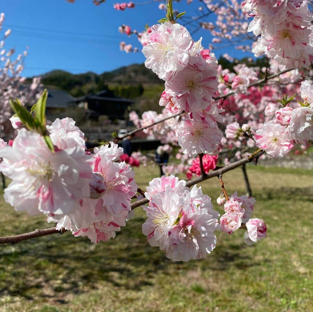 宮本あかりさんのインスタグラム写真 - (宮本あかりInstagram)「#はなもも 🌸」5月13日 22時09分 - akari_.miyamoto