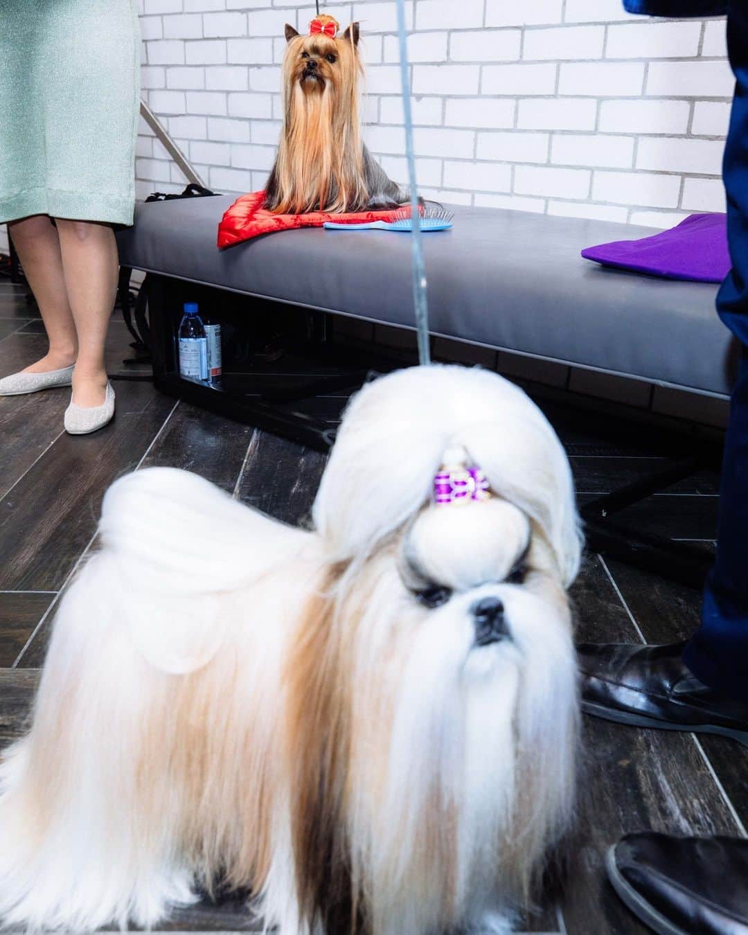 Vogueさんのインスタグラム写真 - (VogueInstagram)「Now 147 years running, this year's annual Westminster Kennel Club Dog Show delivered on the drama—especially behind the scenes. At the USTA Billie Jean King National Tennis Center in Queens, New York, poodles were primped, conformations were considered, and lots of hair was shed.  Tap the link in our bio to catch up on all the wonderful canine chaos through Sinna Nasseri’s lens. Photography by @strange.victory」5月14日 7時41分 - voguemagazine