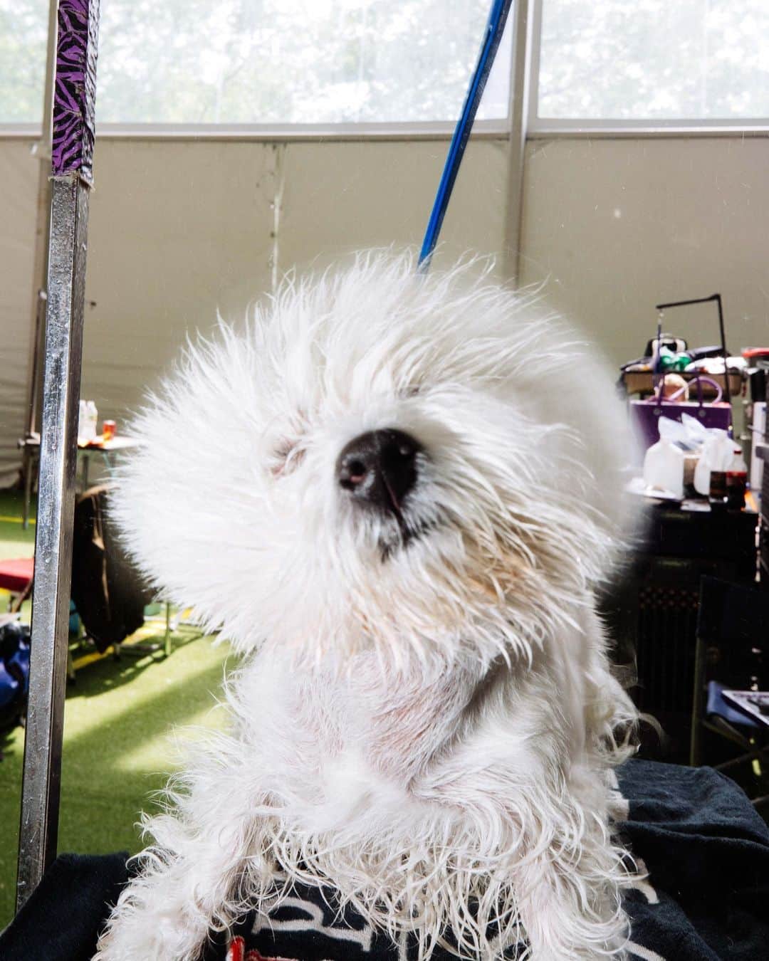 Vogueさんのインスタグラム写真 - (VogueInstagram)「Now 147 years running, this year's annual Westminster Kennel Club Dog Show delivered on the drama—especially behind the scenes. At the USTA Billie Jean King National Tennis Center in Queens, New York, poodles were primped, conformations were considered, and lots of hair was shed.  Tap the link in our bio to catch up on all the wonderful canine chaos through Sinna Nasseri’s lens. Photography by @strange.victory」5月14日 7時41分 - voguemagazine
