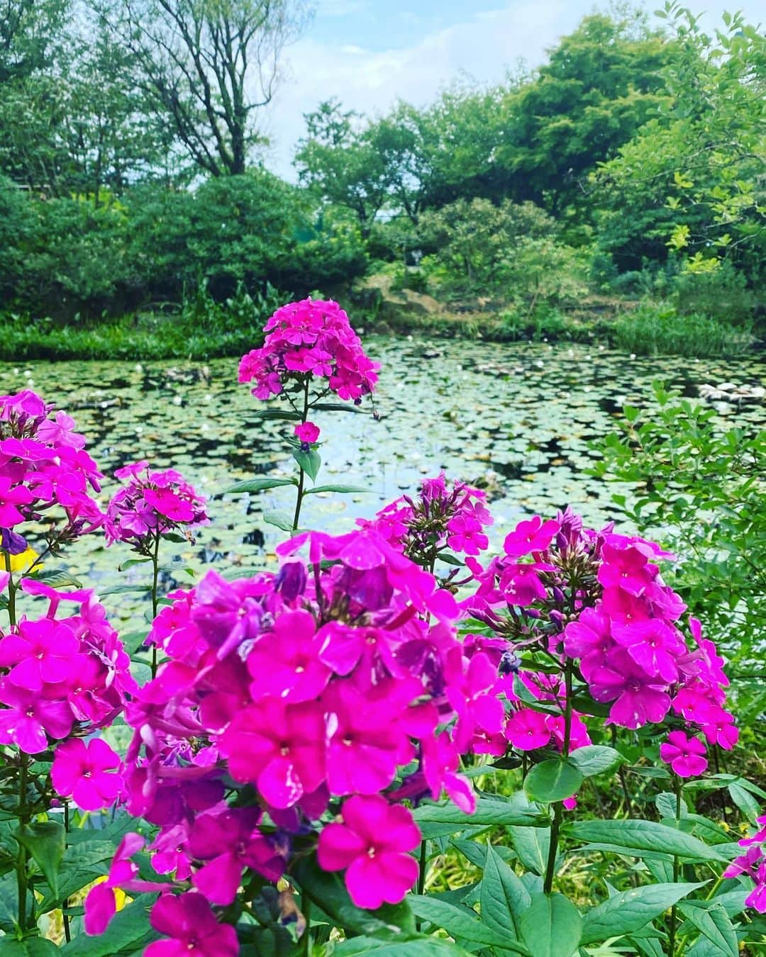 大島央照さんのインスタグラム写真 - (大島央照Instagram)「・ Happy mother's day✨  いつもありがとう！  全てのお母様へ、おめでとうございます💐  Happyな毎日をお過ごしください✨  ー写真は作品、私の記念日より。 最近仕事以外でお花を撮ってないなと、思い出してこちらに。カメラ父、被写体母、お腹の中に私、兄との記念日写真。 また記念日写真も撮っていきたいです❣️  #母の日 #おめでとうございます #ありがとう #記念日 #happymothersday」5月14日 7時59分 - chiakioshima