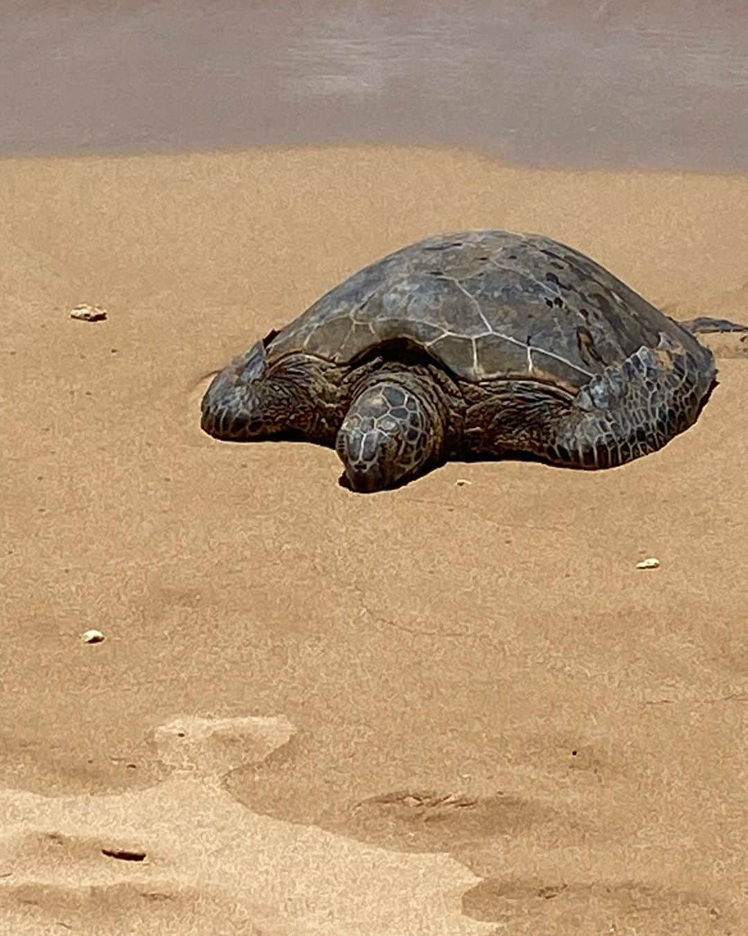 ドット=マリー・ジョーンズのインスタグラム：「Nap on the beach! I never wanna leave here!! Thank you Hawaii for a slice of heaven, thank you may We have another. @bridgettcjones  #MAUI 🤙🏻❤️🐢🌺🌸 🏝 🌊」