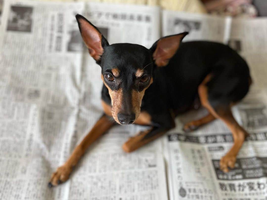 馬場典子さんのインスタグラム写真 - (馬場典子Instagram)「猫みたいなことする犬。 今週の出演情報、amebloにアップしました。  #ミニピン だけど #デカピン #馬場典子 #ばばちゃんネル」5月14日 8時40分 - baba_channel