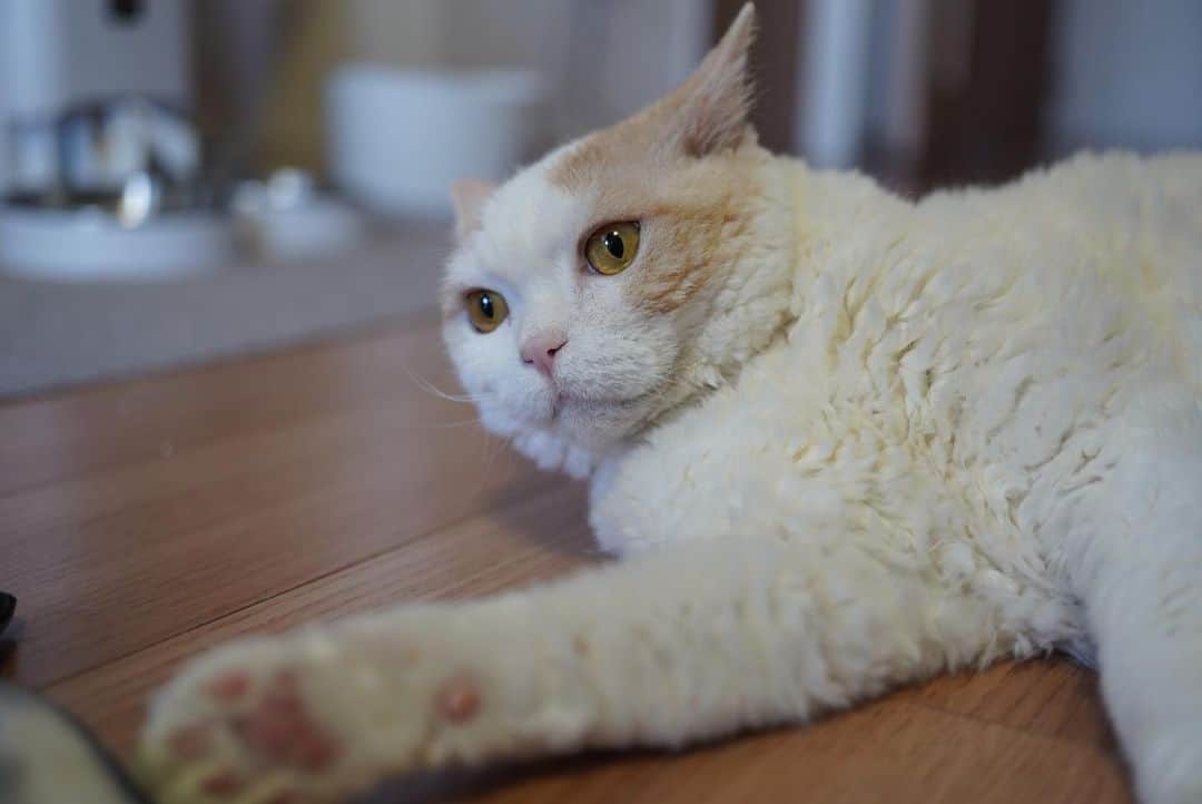 みかんさんのインスタグラム写真 - (みかんInstagram)「.  週末があいにくの天気で残念だニャー  #レモン #cat #catstagram」5月14日 8時37分 - aja.ri