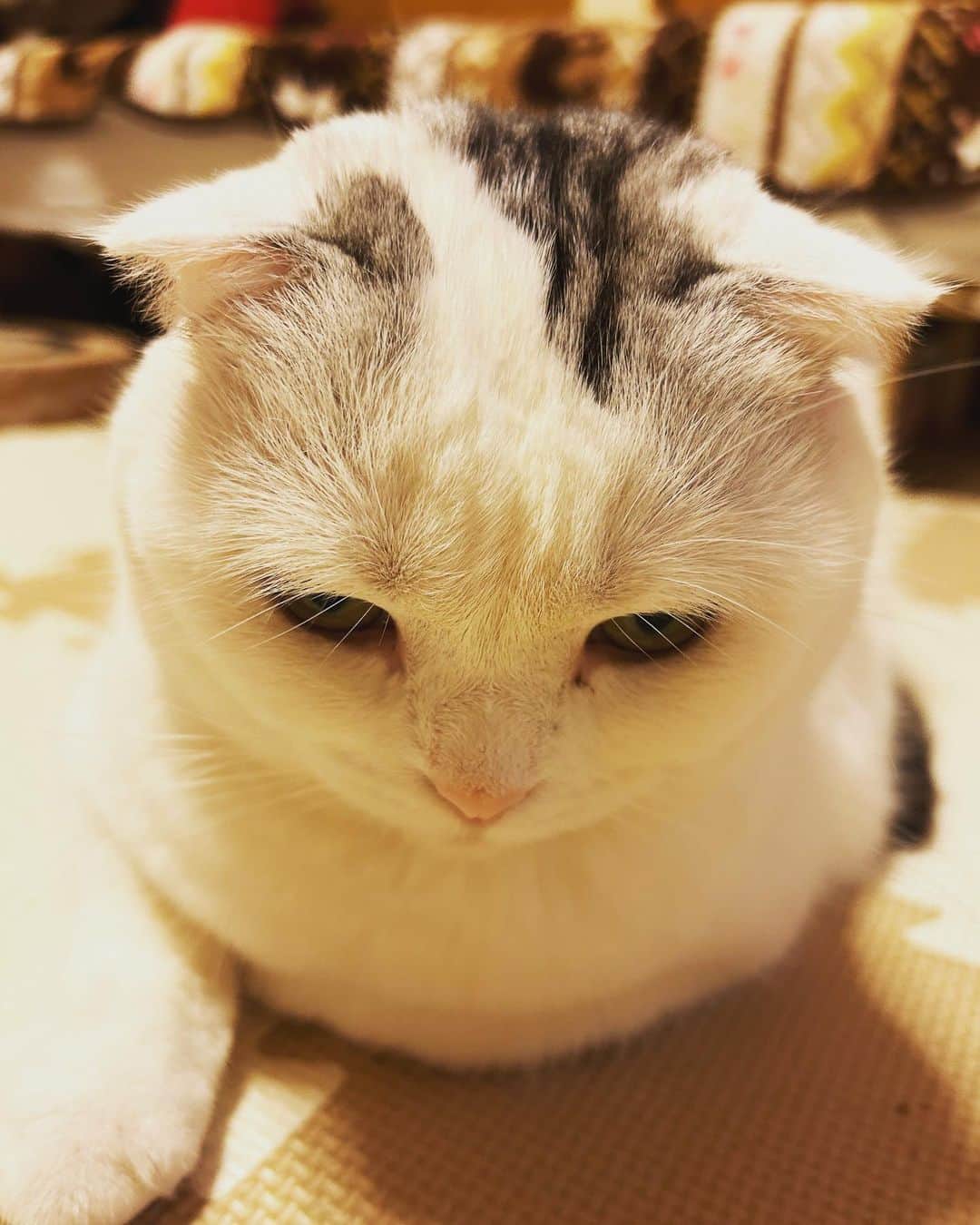 KAORUさんのインスタグラム写真 - (KAORUInstagram)「おはにゃん🤗  昨夜の #みんなのどうぶつ園 を最前列で観る #幸来 ちゃん🤭  夢中だね🥰  #スコティッシュフォールド  #saku #猫のいる暮らし」5月14日 8時53分 - yukisaku_88
