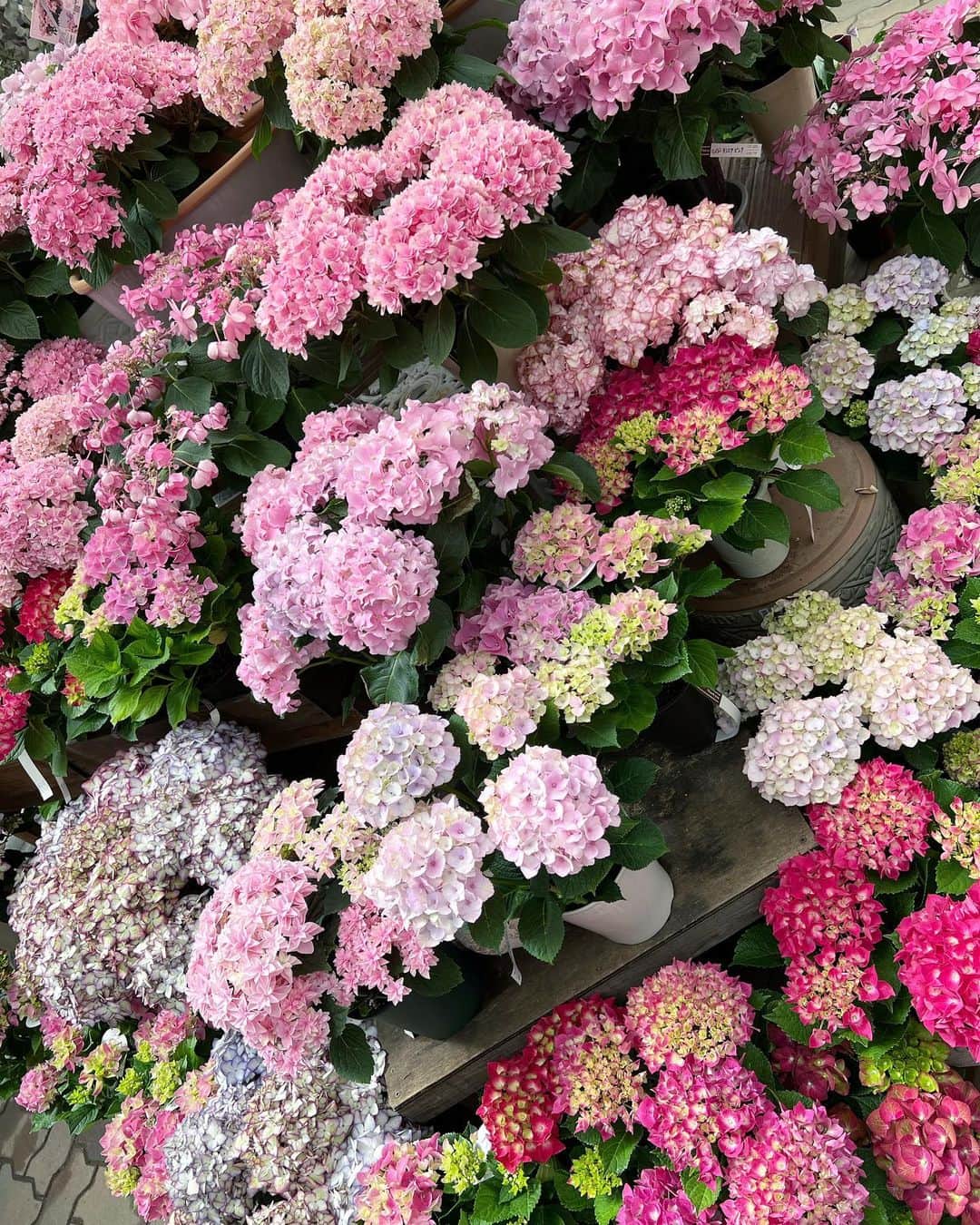 林香里のインスタグラム：「・ ・ Happy mother's day🩷💐🍒🎀💓」