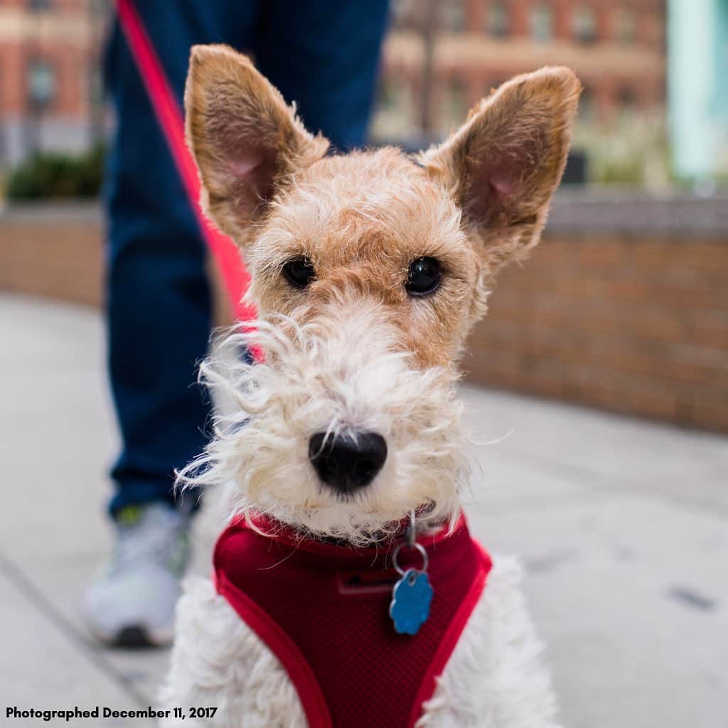 The Dogistさんのインスタグラム写真 - (The DogistInstagram)「Cosmo, Wire Fox Terrier (10 y/o), Washington Square Park, New York, NY • “You photographed her in 2017. She has glaucoma now; she’s blind in one eye. But it doesn’t stop her from running around like crazy. She’s still a crazy girl.”」5月14日 0時03分 - thedogist