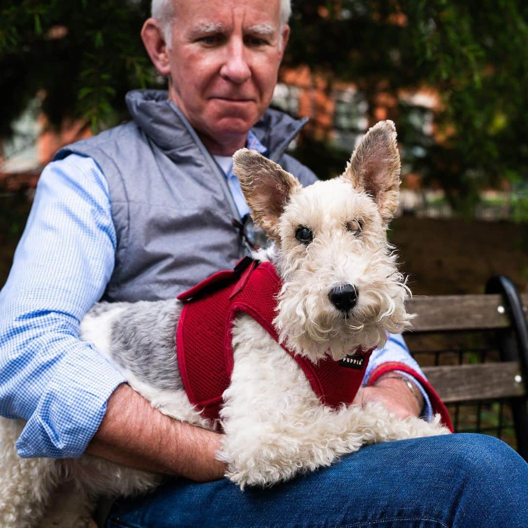 The Dogistさんのインスタグラム写真 - (The DogistInstagram)「Cosmo, Wire Fox Terrier (10 y/o), Washington Square Park, New York, NY • “You photographed her in 2017. She has glaucoma now; she’s blind in one eye. But it doesn’t stop her from running around like crazy. She’s still a crazy girl.”」5月14日 0時03分 - thedogist