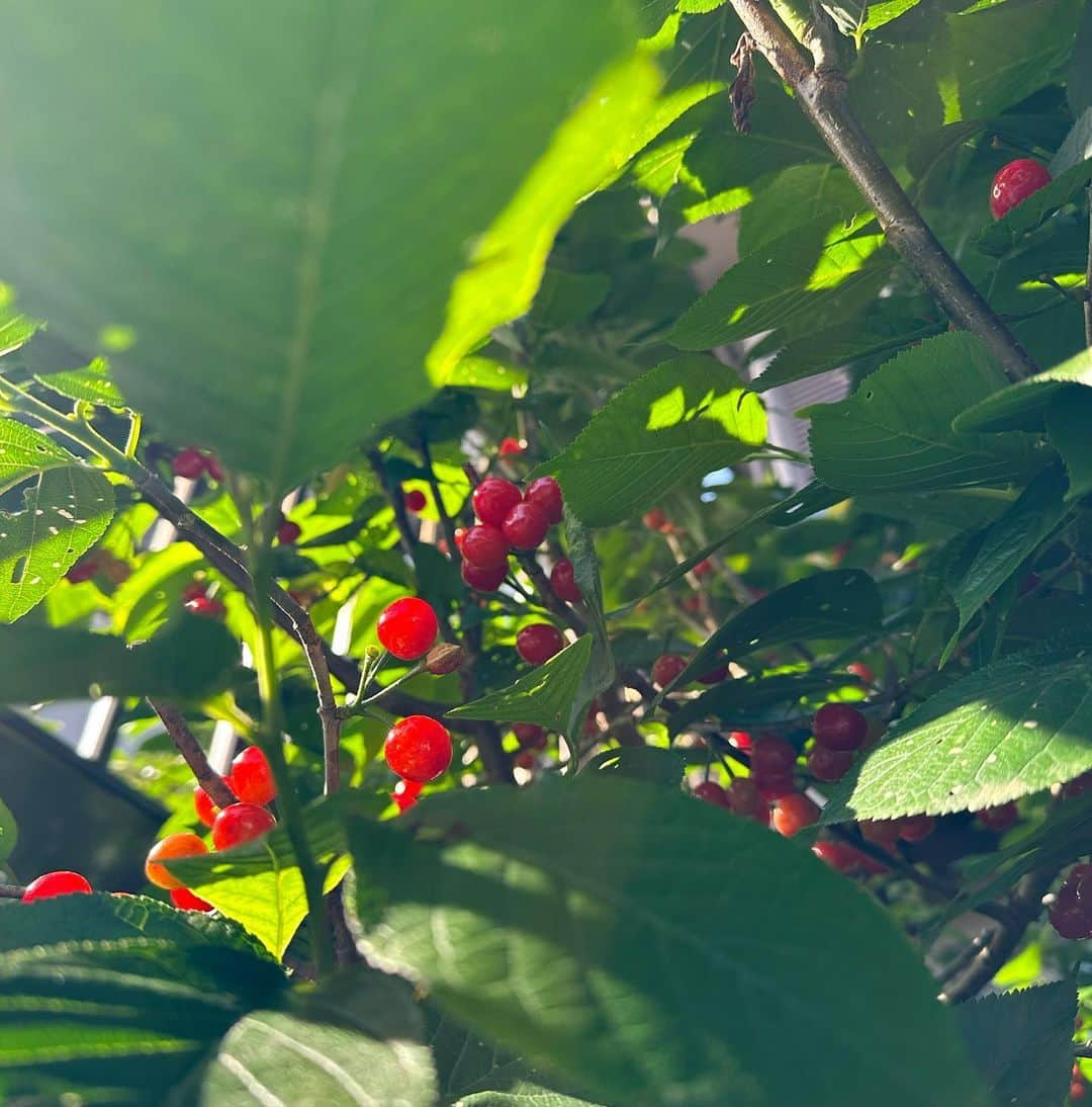 黒田絢子さんのインスタグラム写真 - (黒田絢子Instagram)「おばあちゃん👵家の桜の木に実った🍒💕 さくらんぼ狩りの収集の声がおばあちゃんからかかったので すぐに飛んで行きました🍒 甘酸っぱくてめちゃくちゃjapaneseな🍒 沢山取れたよ💕 おばあちゃん大好き❤️❤️  #おばあちゃん #母の日 #さくらんぼ #japaneseblossom  #blossom #lovely #fruits #cherry #cherryblossom」5月14日 0時09分 - ayakokuroda_official