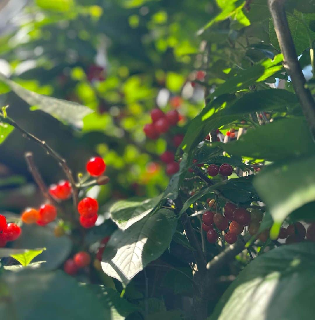 黒田絢子さんのインスタグラム写真 - (黒田絢子Instagram)「おばあちゃん👵家の桜の木に実った🍒💕 さくらんぼ狩りの収集の声がおばあちゃんからかかったので すぐに飛んで行きました🍒 甘酸っぱくてめちゃくちゃjapaneseな🍒 沢山取れたよ💕 おばあちゃん大好き❤️❤️  #おばあちゃん #母の日 #さくらんぼ #japaneseblossom  #blossom #lovely #fruits #cherry #cherryblossom」5月14日 0時09分 - ayakokuroda_official