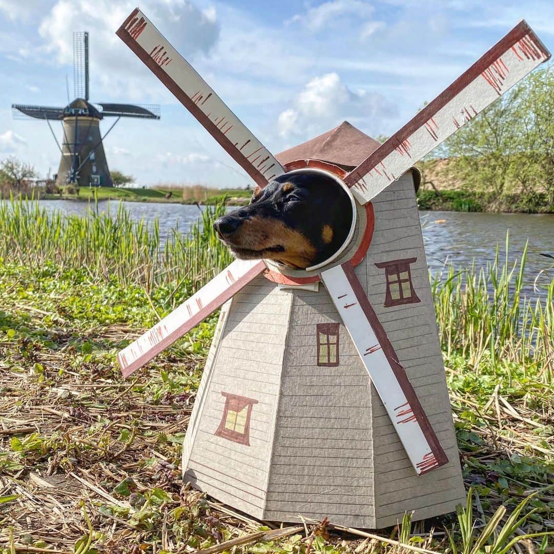 Crusoe the Celebrity Dachshundのインスタグラム：「“New episode coming tomorrow on our recent trip to the Netherlands!! 😮😋 Come live our travels with us!”   ~ Crusoe」