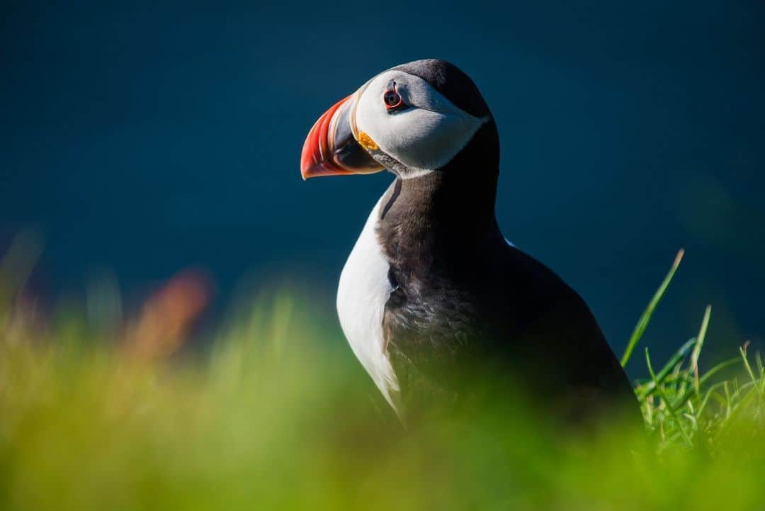 ナショナルジオグラフィックさんのインスタグラム写真 - (ナショナルジオグラフィックInstagram)「Photos by @martinedstrom | Atlantic puffins have been a part of Faroe Islands culture for as long as anyone can remember. The birds can be found all over the islands—located between Iceland and Norway—in both a physical and a spiritual sense. They breed mainly on the island of Mykines, and make their homes on sharp, tall cliffs above the crashing waves of the North Atlantic. Once the puffins' breeding season is over, usually toward the end of July, it is legal to catch them for food—a Faroese tradition for over 300 years. Follow @martinedstrom for more stories from the Nordic region.」5月14日 1時00分 - natgeo