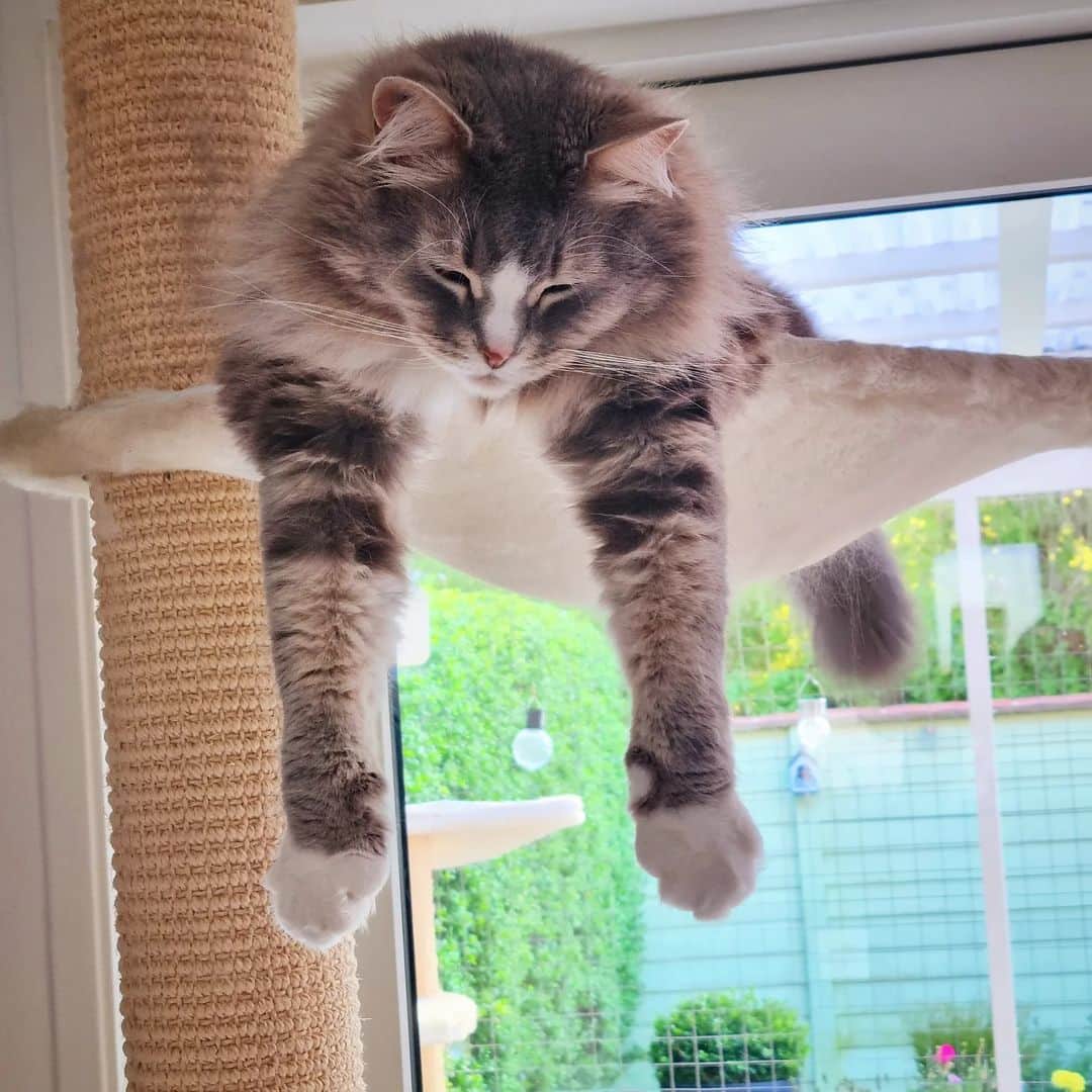 Nila & Miloのインスタグラム：「How's it hanging, Milo? 😂🥰 #cattree #catlife #caturday」