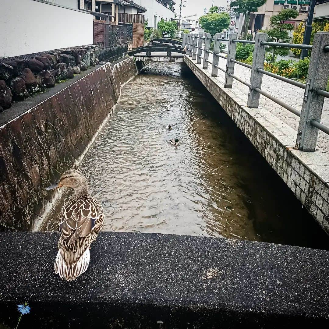 松本隆博さんのインスタグラム写真 - (松本隆博Instagram)「。⁡ ⁡今日は道後公園への散歩コース⁡ ⁡を変えて歩いてみました🚶🏻👣👣⁡ ⁡雨上がりの鴨も「雨やんで良かった⁡ ⁡かもね～」⁡ ⁡と言ってました‪(´•ᴗ• ก )‬՞ ՞⁡ ⁡⁡ ⁡さ帰って仕事やりまくります‼️⁡ ⁡還暦少年 松本隆博」5月14日 9時15分 - takam0210