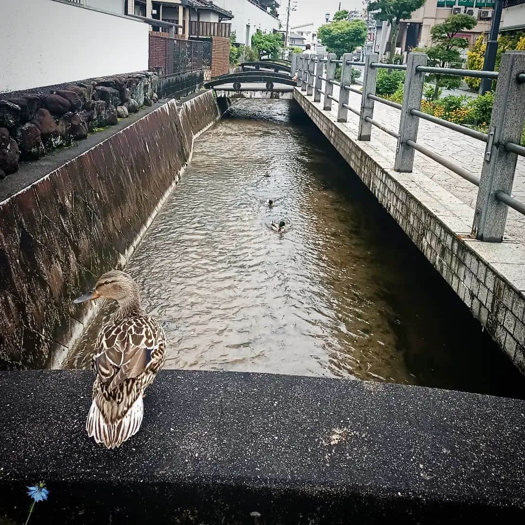 松本隆博のインスタグラム：「。⁡ ⁡今日は道後公園への散歩コース⁡ ⁡を変えて歩いてみました🚶🏻👣👣⁡ ⁡雨上がりの鴨も「雨やんで良かった⁡ ⁡かもね～」⁡ ⁡と言ってました‪(´•ᴗ• ก )‬՞ ՞⁡ ⁡⁡ ⁡さ帰って仕事やりまくります‼️⁡ ⁡還暦少年 松本隆博」