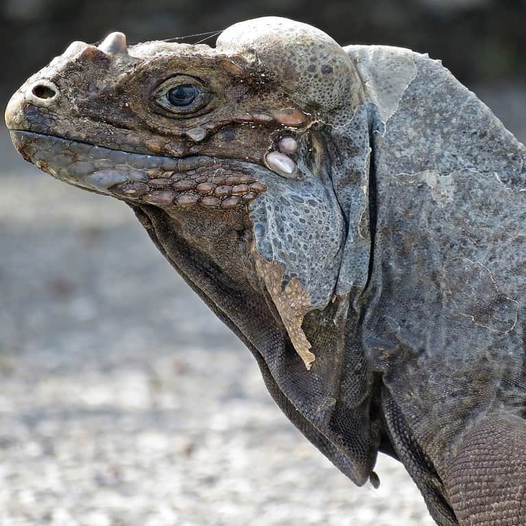 アメリカ自然史博物館さんのインスタグラム写真 - (アメリカ自然史博物館Instagram)「Is that a dinosaur? Nope: It’s the rhinoceros iguana (Cyclura cornuta)! 🦎This large, heavy-bodied lizard’s name refers to the horns on its head. These horns, which are found on both males and females, are used in combat among males as well as display behavior like head-bobbing. This animal, which can grow to an impressive 4 ft (1.2 m) long, is found only on the Caribbean island Hispaniola. Its diet consists primarily of plants and insects, but it may occasionally feed on carrion.  Photo: brdnrd59, CC BY-NC 4.0, iNaturalist #lizards #reptiles #animalkingdom #wildlifephotography #biodiversity」5月14日 3時51分 - amnh