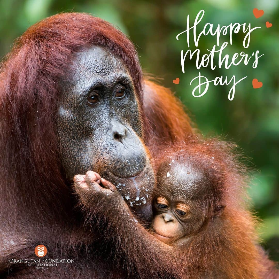 OFI Australiaさんのインスタグラム写真 - (OFI AustraliaInstagram)「Happy Mother's Day! Wishing all mothers, both human and orangutan, a wonderful day! The relationship between a mother and baby orangutan is very special. Young orangutans learn almost everything from their mothers, including where to find food, what to eat (and how to eat it!), and how to build a sleeping nest. In the wild orangutans stay with their mothers until they are about seven or eight years old. They really are extraordinary!   #happymothersday #mothersday #orangutanmotherandbaby #orangutanmother」5月14日 5時00分 - ofi_australia