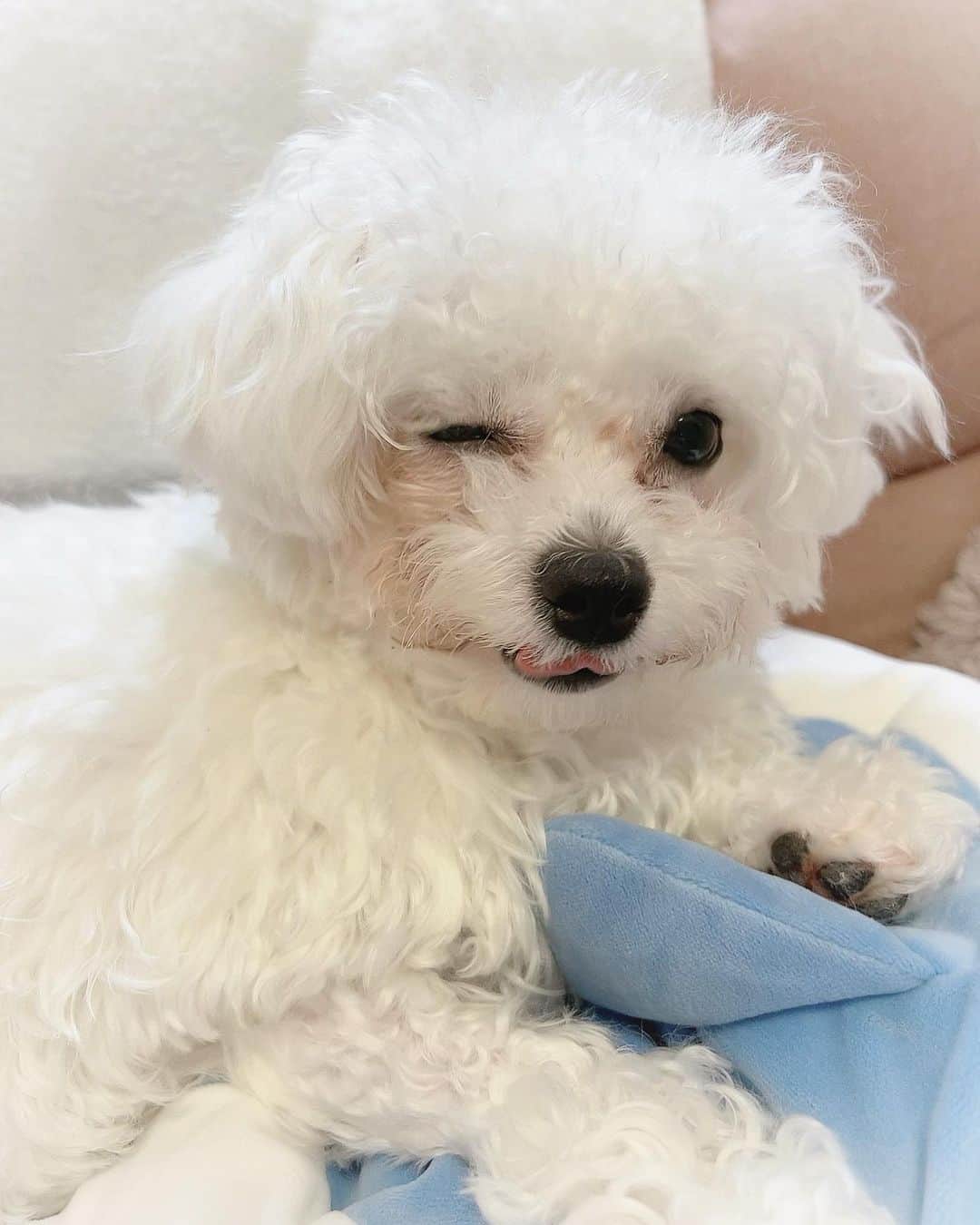 ぱくちゃんのインスタグラム：「嘘でもそれは完全なアイ🎶🎶 . . . . . . . . . . . . . . #びじょんふりーぜ #白くてふわふわ #かわいいわんこ🐶 #개린이들」