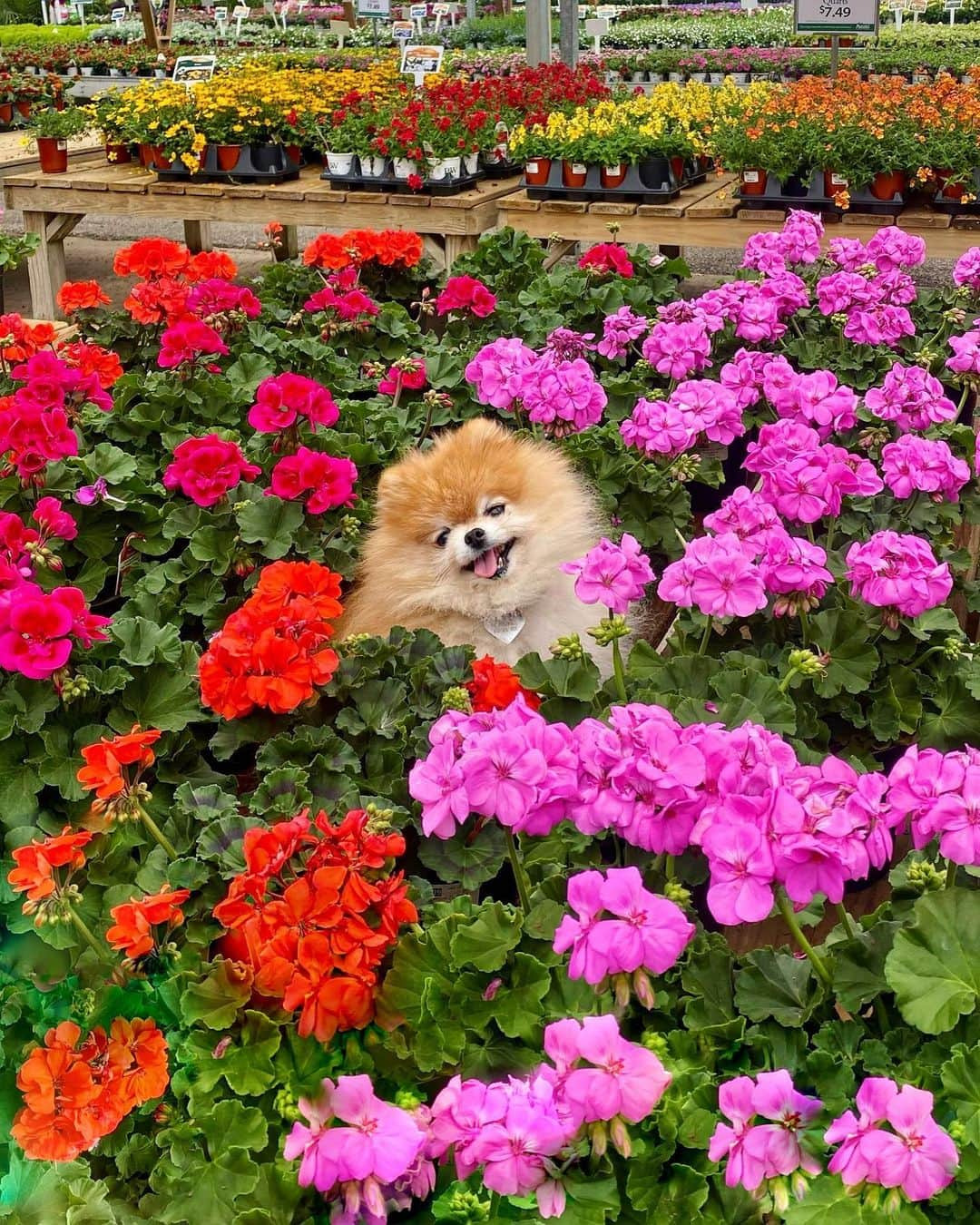 Monique&Gingerさんのインスタグラム写真 - (Monique&GingerInstagram)「Wishing everyone a Happy Mother’s Day💐👩🏻from the prettiest flower at the garden center!🌸🐶」5月14日 7時15分 - monique_ginger