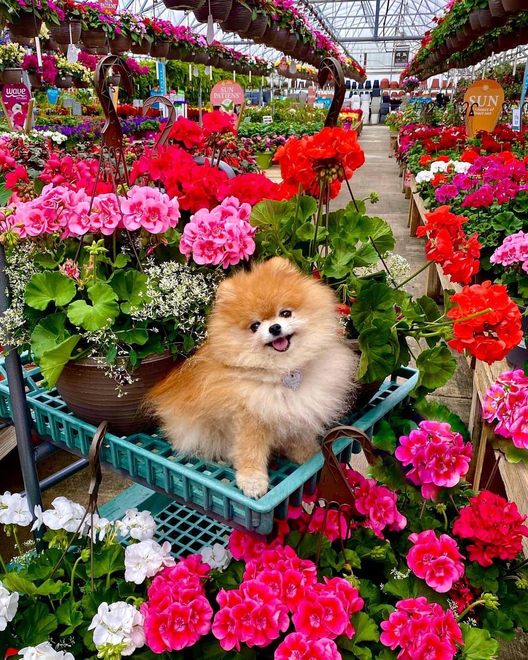 Monique&Gingerのインスタグラム：「Wishing everyone a Happy Mother’s Day💐👩🏻from the prettiest flower at the garden center!🌸🐶」